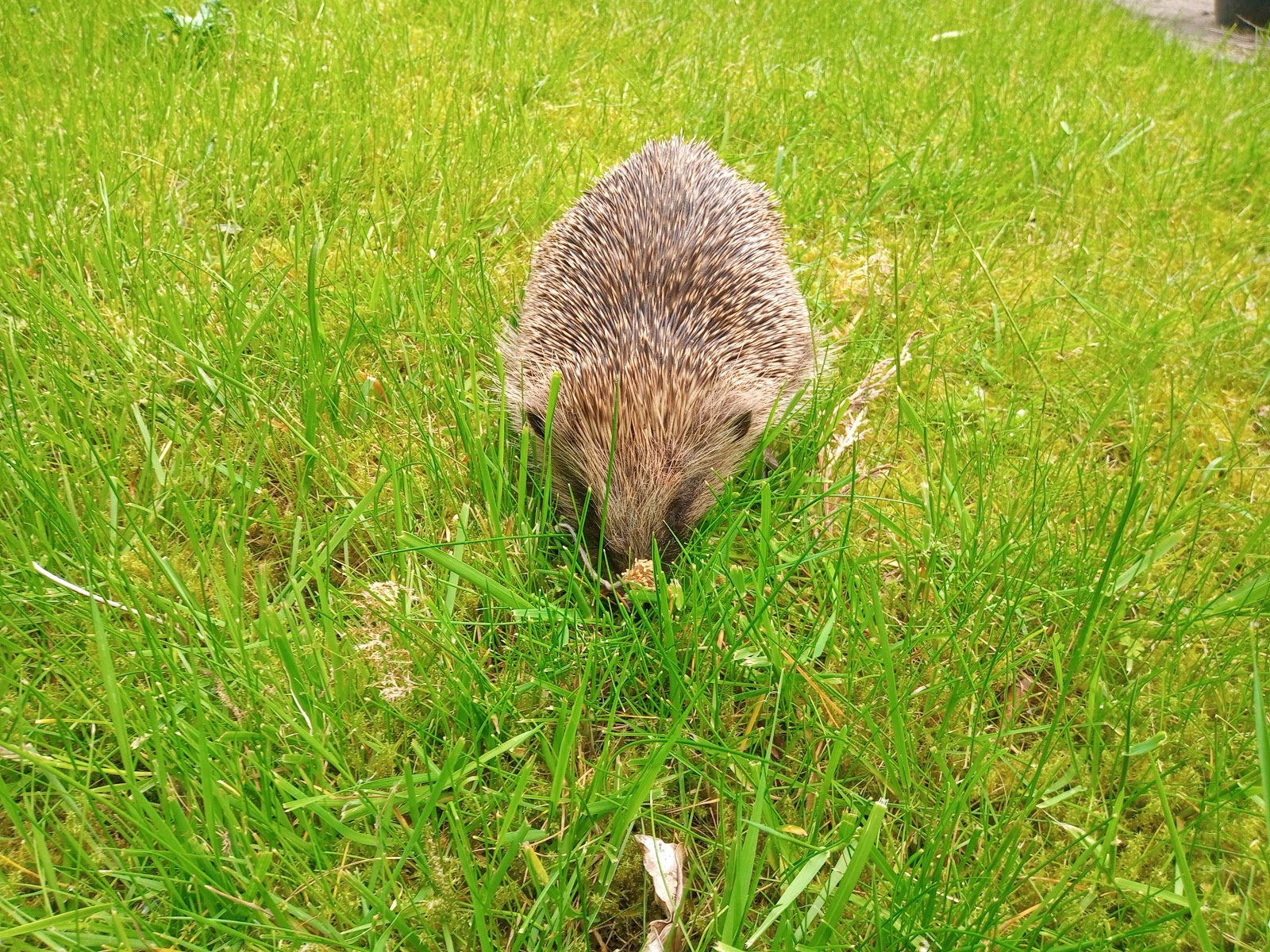 Withington Hedgehog Care Trust