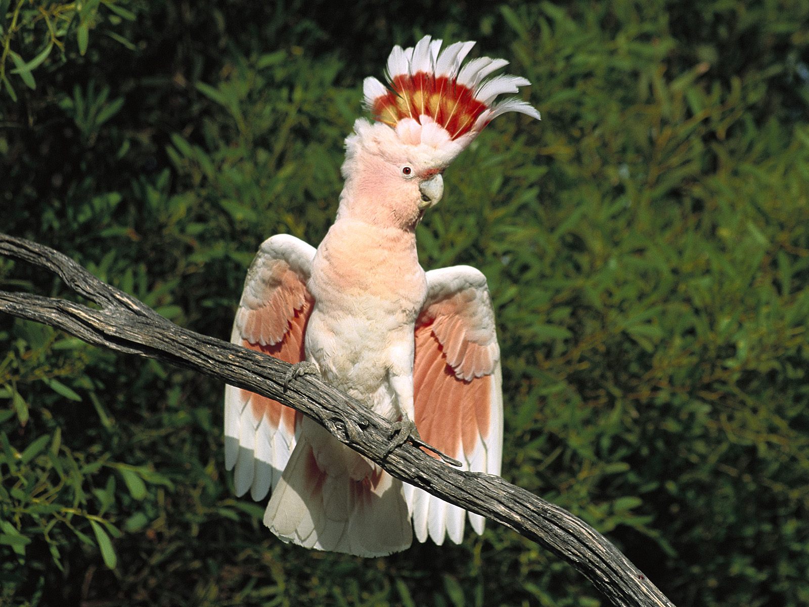 rainbowparrotrescue
