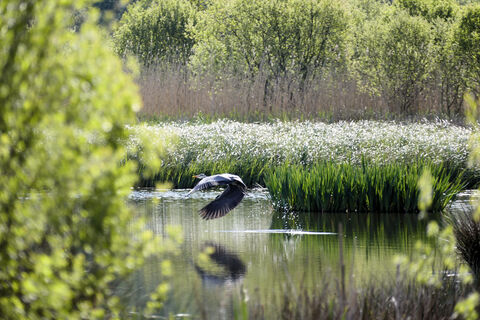 Fishlake Meadows Nature Reserve