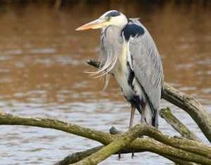 Dodnor Creek Local Nature Reserve