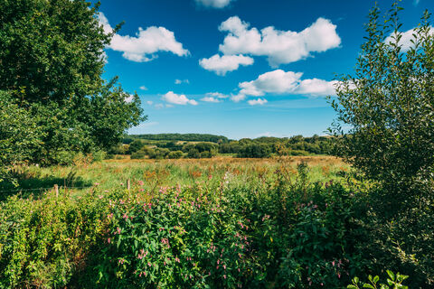 Newchurch Moors Nature Reserve