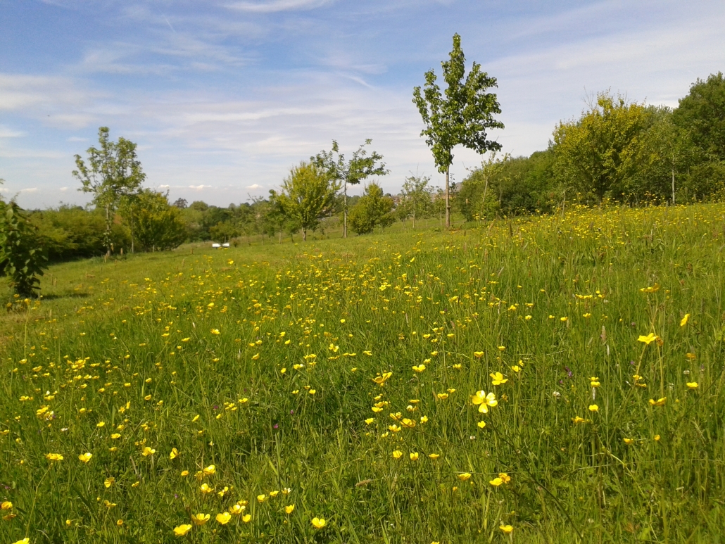 Pan Country Park