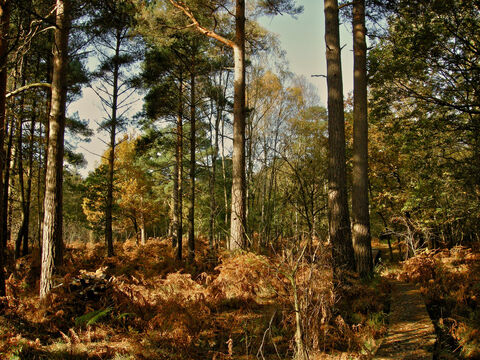 Emer Bog & Baddesley Common Nature Reserve