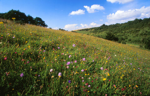 Middleton Down Nature Reserve