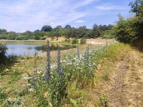 Nutfield Marsh Nature Reserve