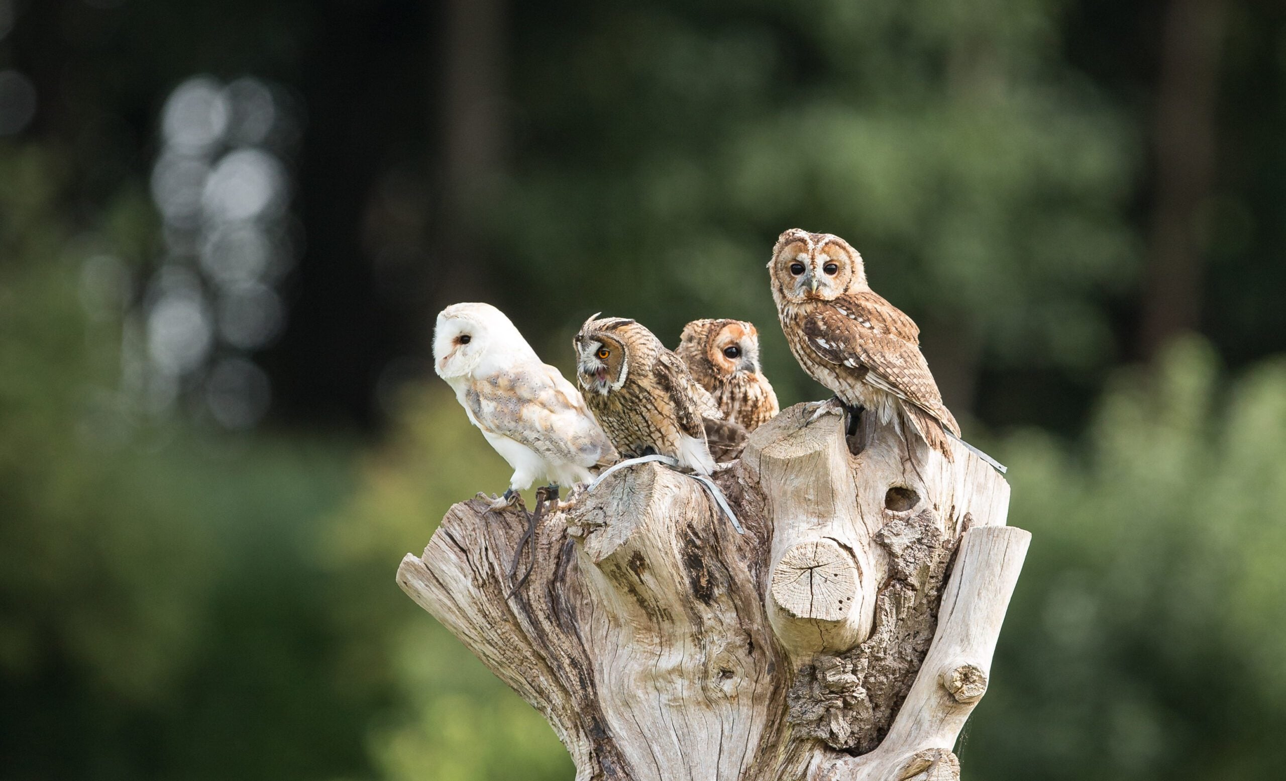 Falconry Shows