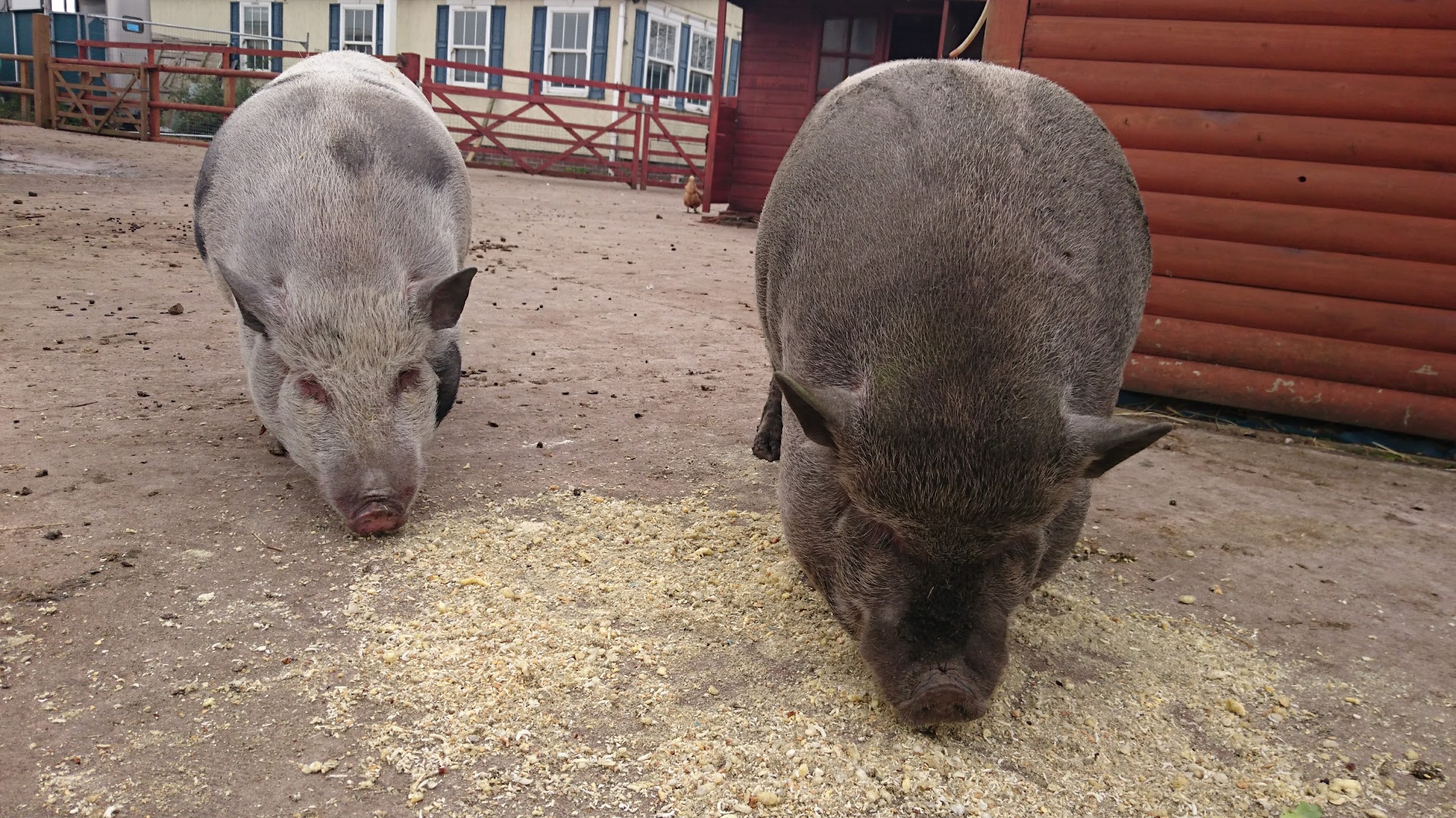 Shetland Rescue