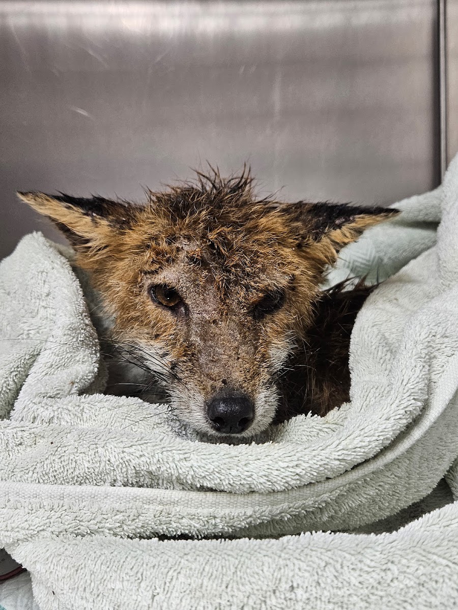Wirral Fox Rescue