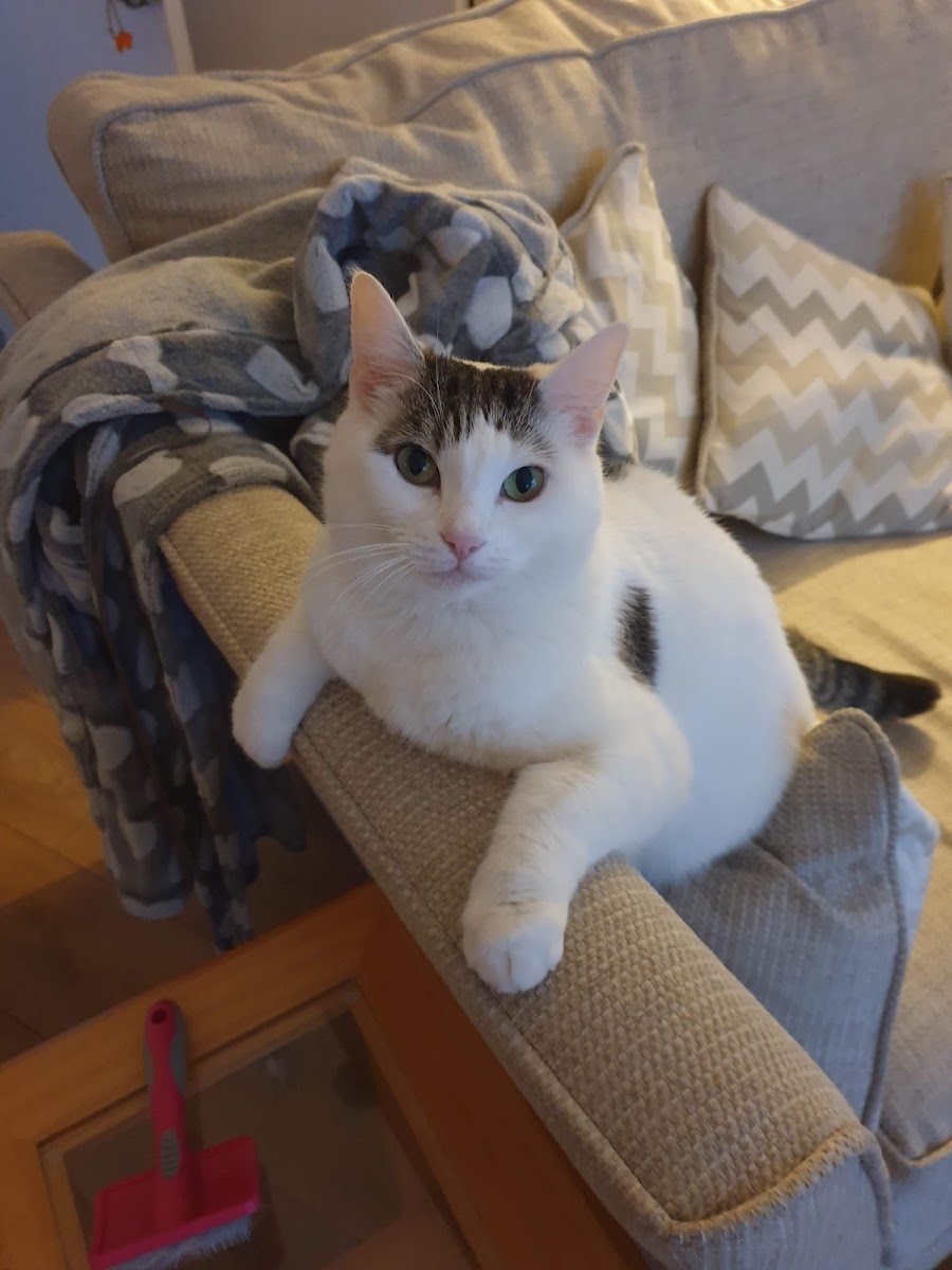 Boote Home For Cats