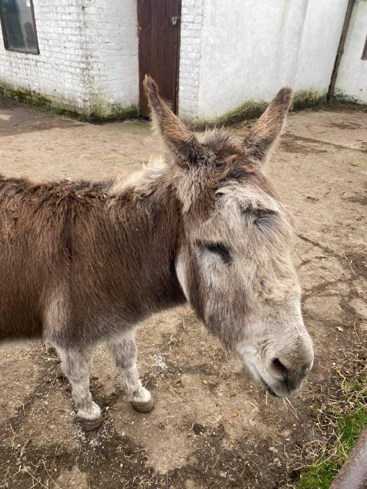 Lache Animal Sanctuary