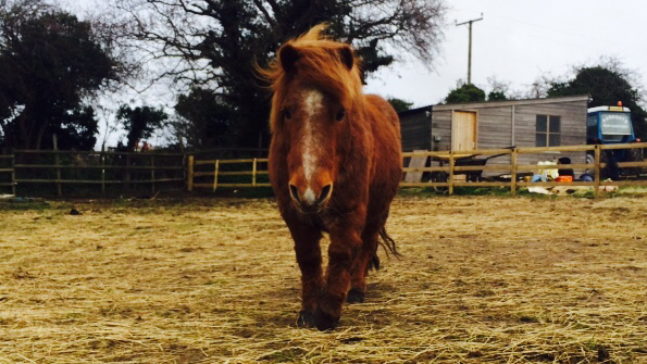 Parkgate Pony Sanctuary
