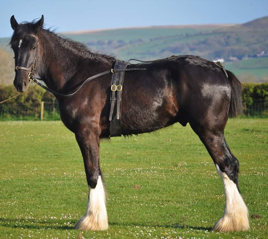 Dyfed Shire Horse Farm