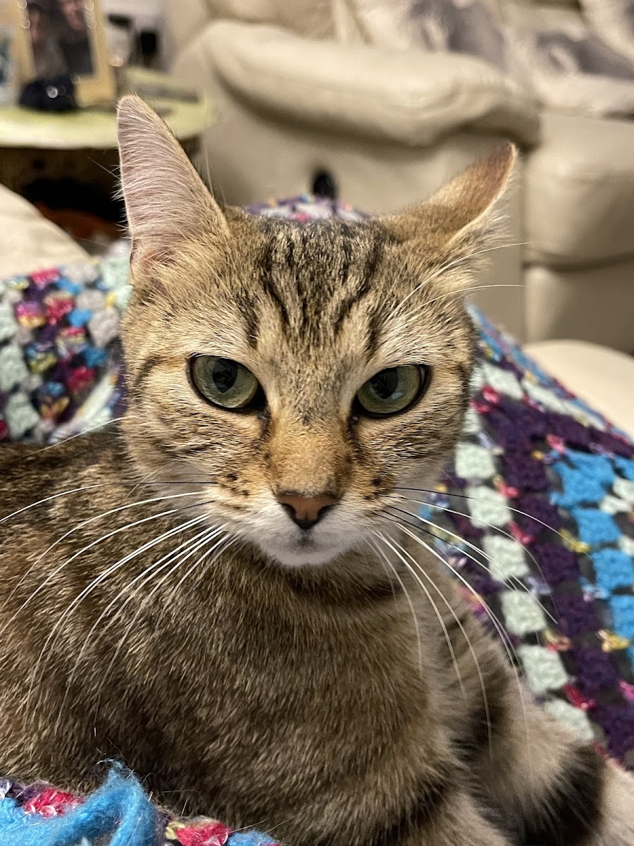 Cats Paws Sanctuary