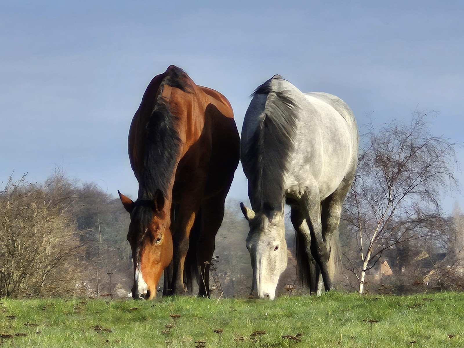 Hope Pastures