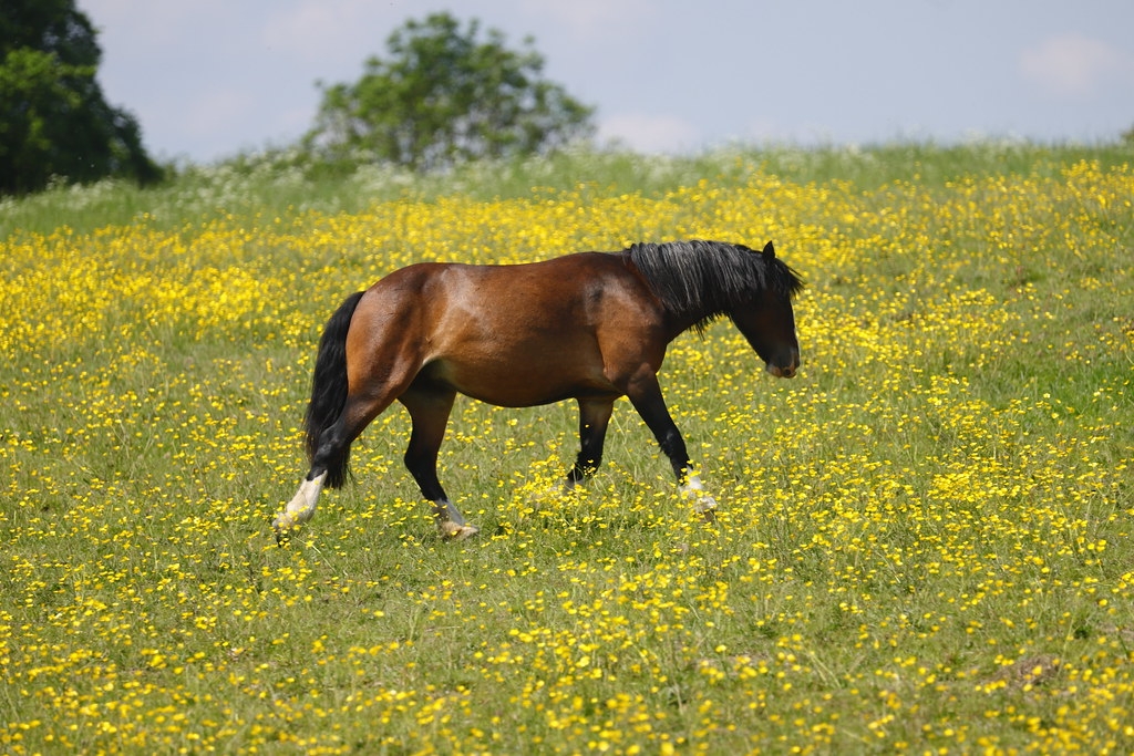 Swillington Village Animal Rescue