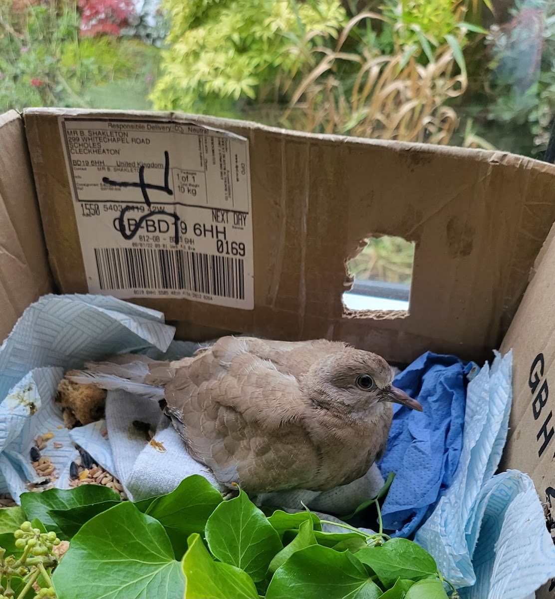 Meltham Wildlife Rescue