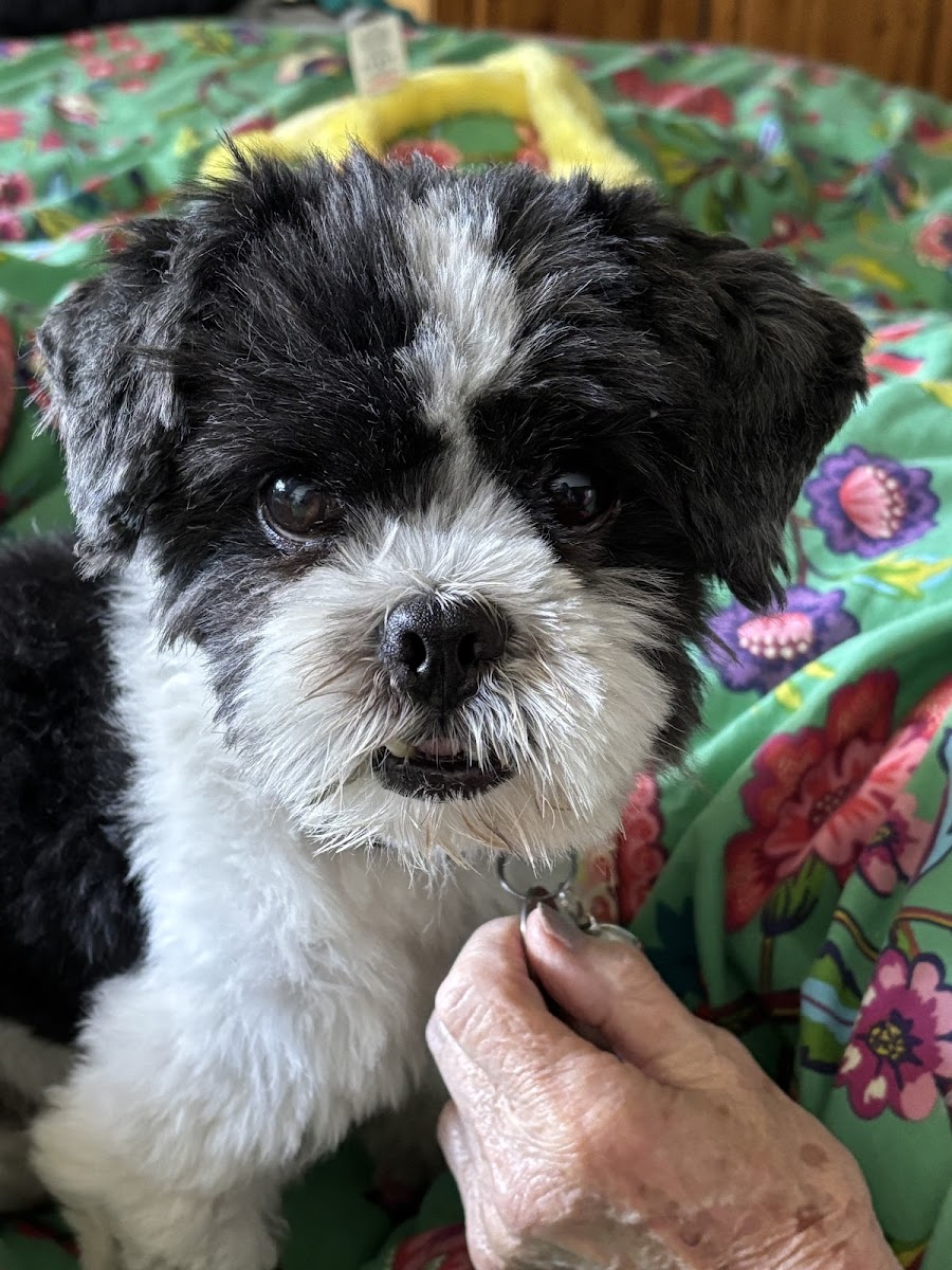 Whitehall Dog Rescue and Boarding Kennels
