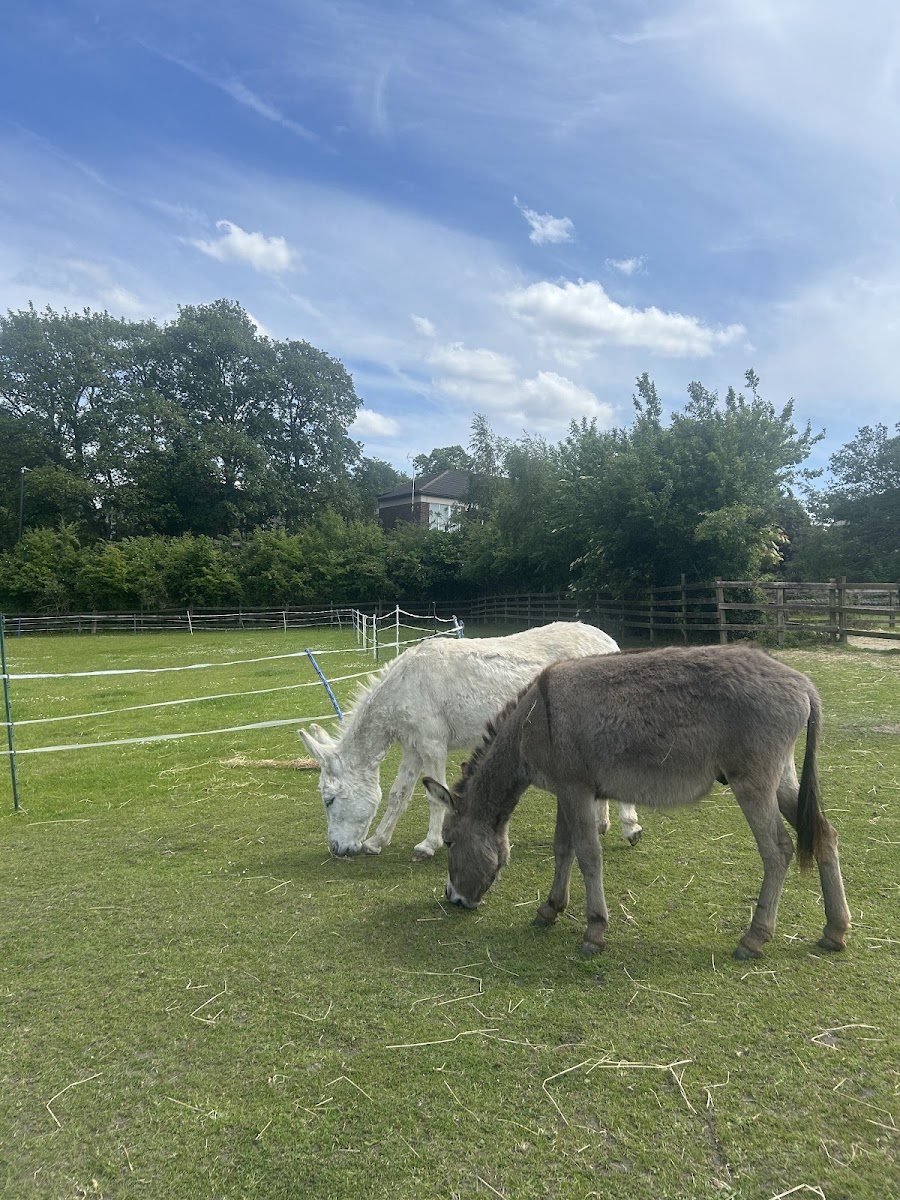 The Phyllis Harvey Horse & Donkey Trust