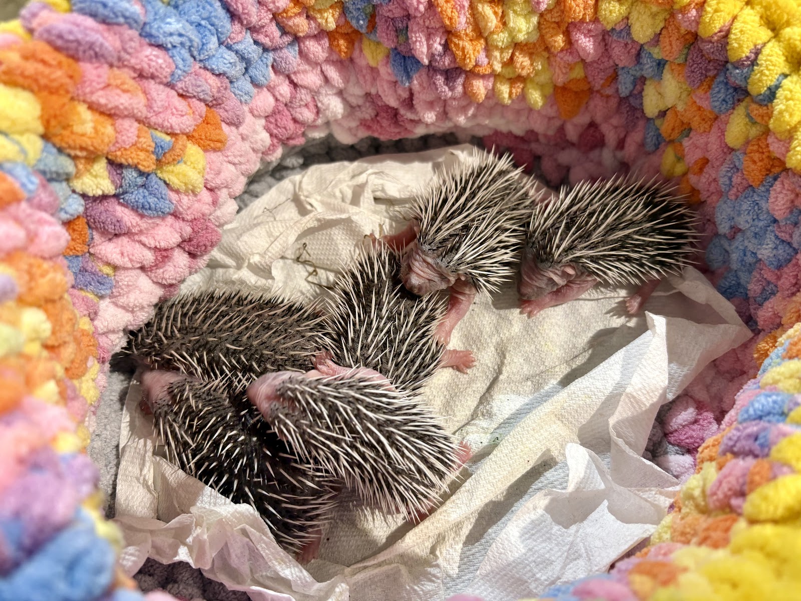 Prickly Edge Hedgehog Rescue C.IC