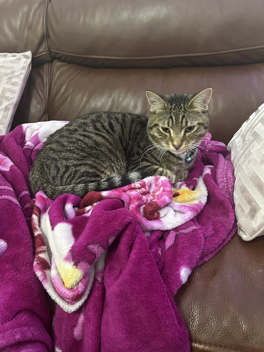 Greenleaf Animal Rescue