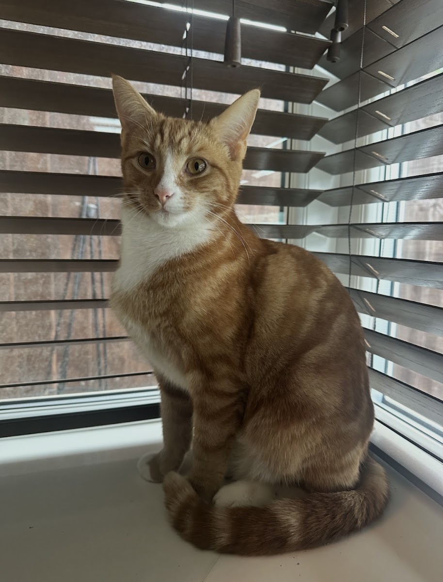 Bradford Cat Watch Rescue and Sanctuary