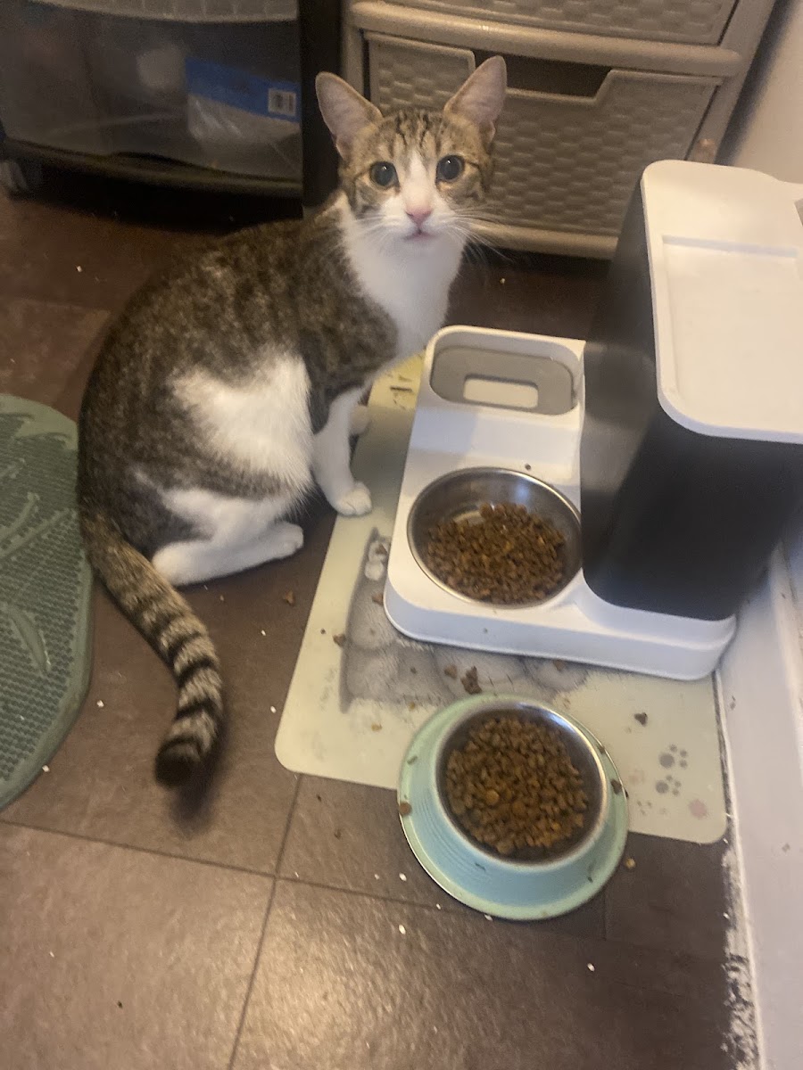 RSPCA Sheffield Animal Shelter