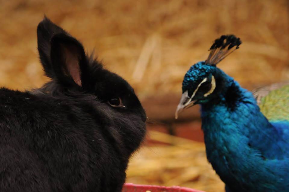 Walton Hall Zoo