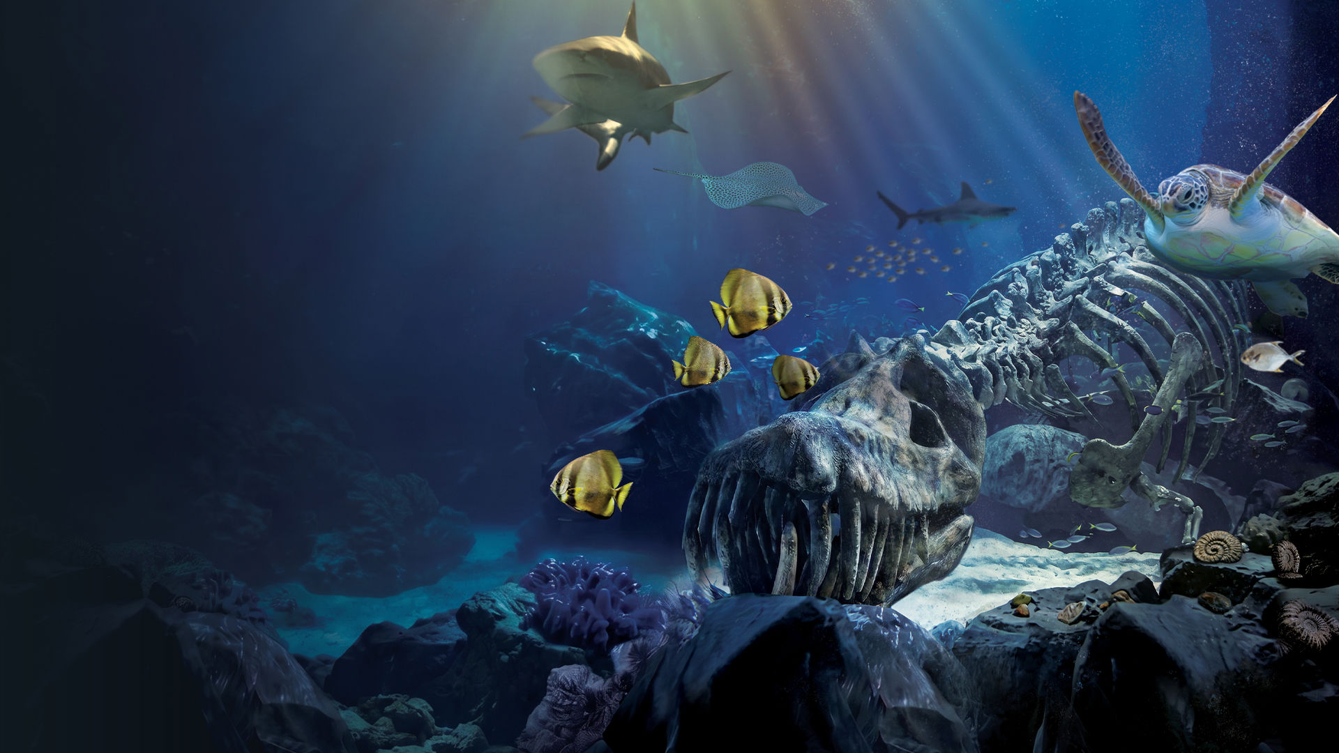 SEA LIFE Blackpool