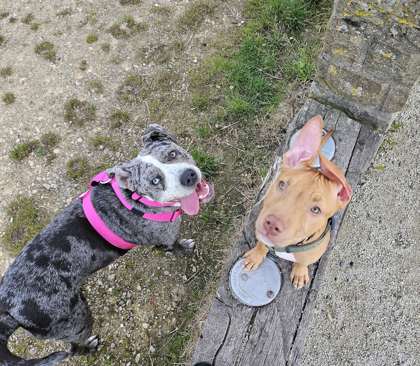 Helping Yorkshire Poundies