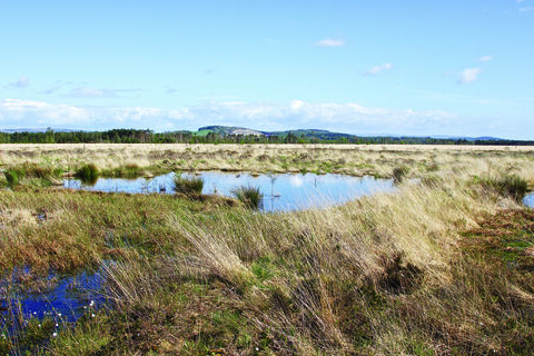 Foulshaw Moss Nature Reserve