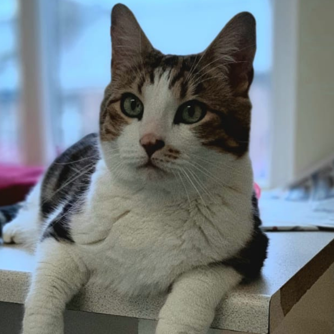 The Sheffield Cats Shelter