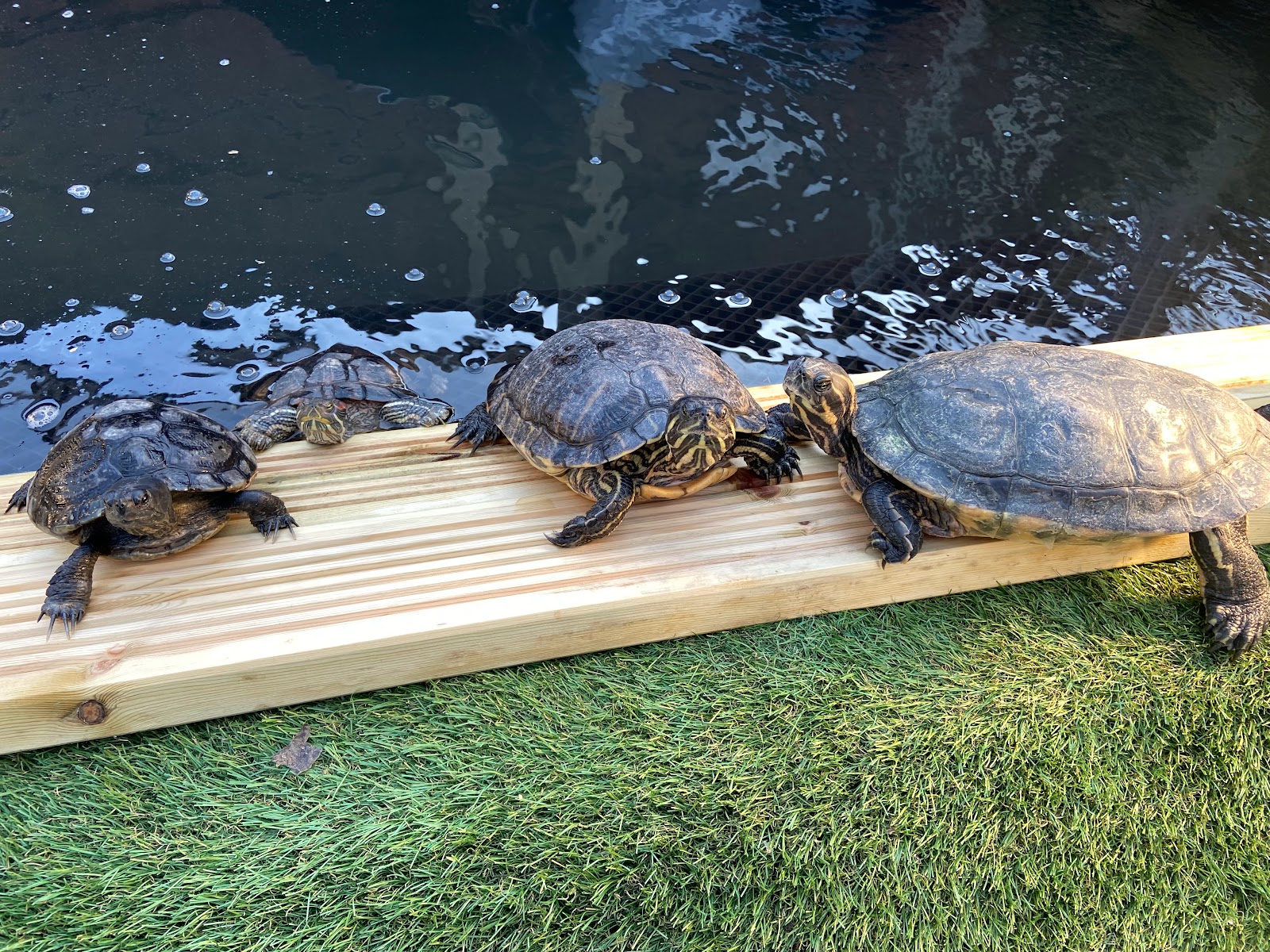 South Yorkshire Terrapin & Tortoise Rescue
