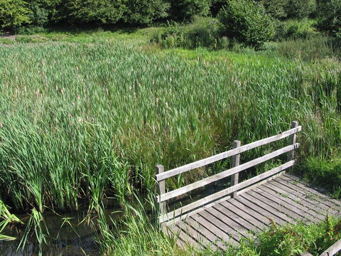 Over Kellet Pond