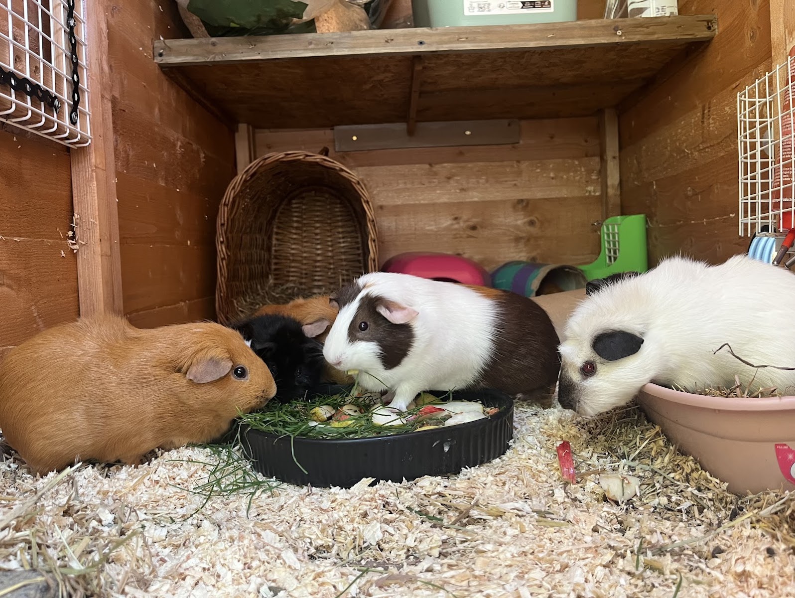 Horton’s Piggy Patch