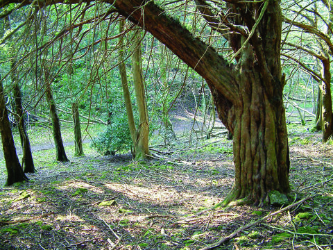 Grubbins Wood Nature Reserve