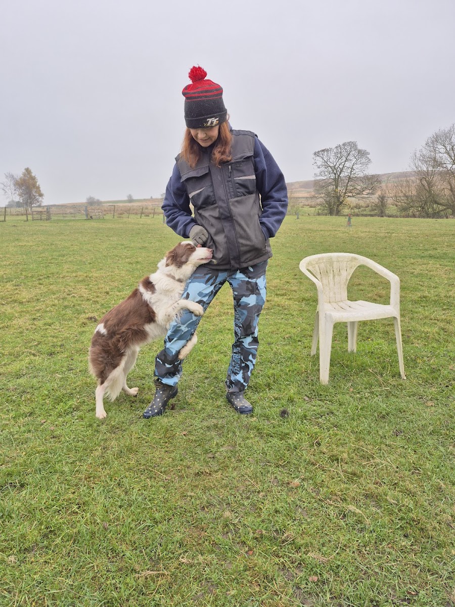 The Freedom Of Spirit Trust For Border Collies