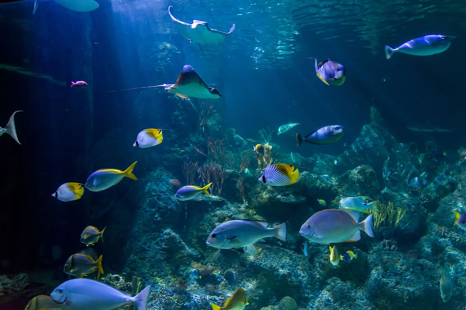 Skegness Aquarium