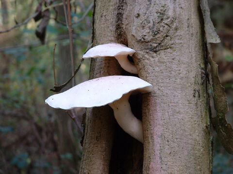 Legbourne Wood