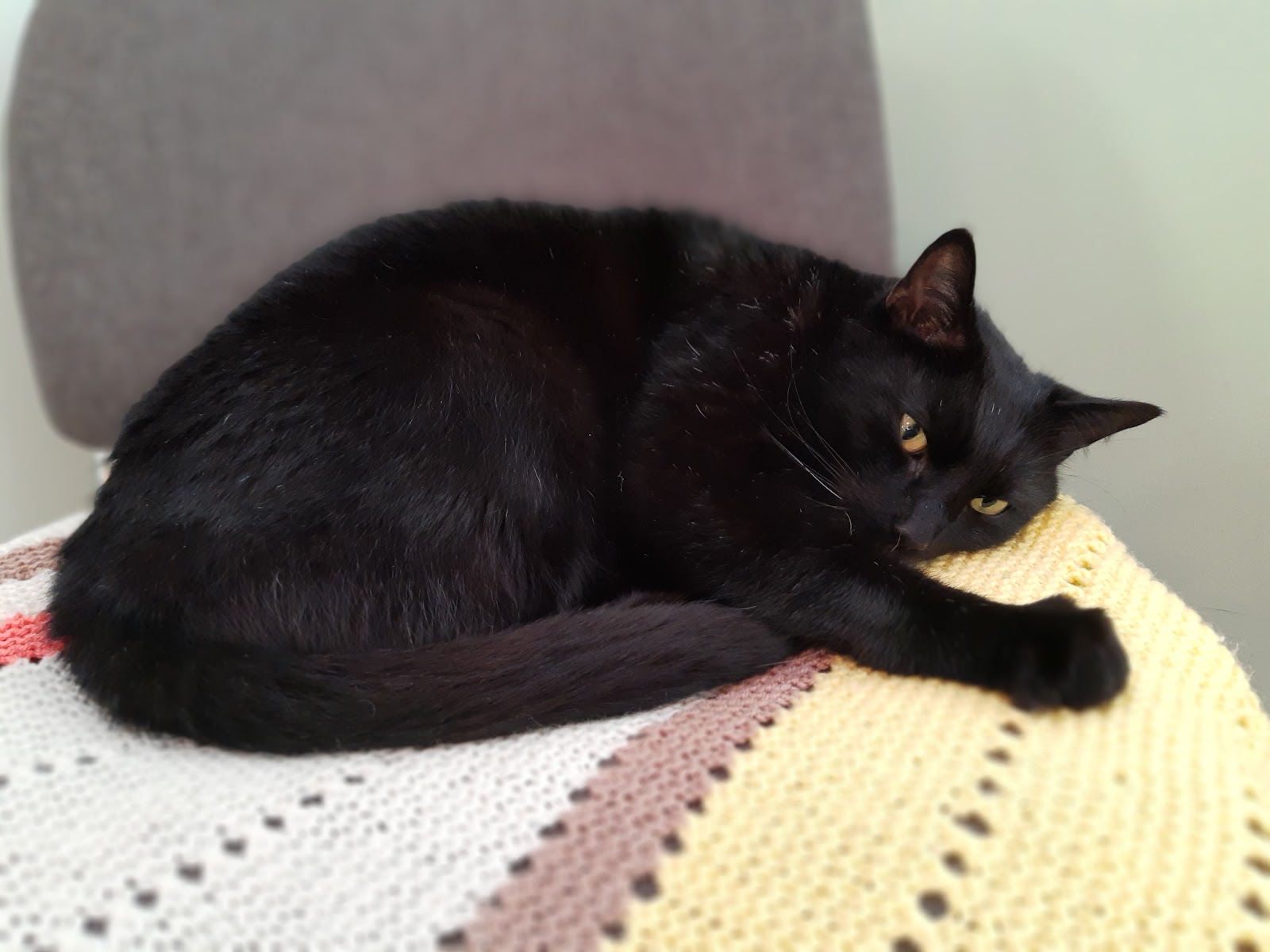 Caring For Cats Yorkshire & Humber