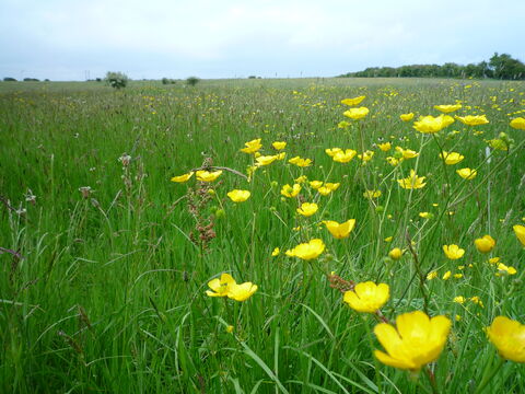 Hodgson's Fields