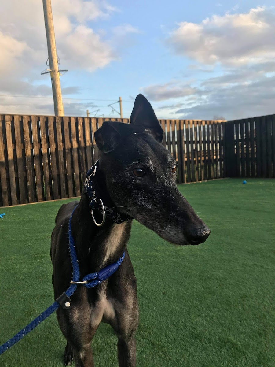 Linbee Dog Rehoming