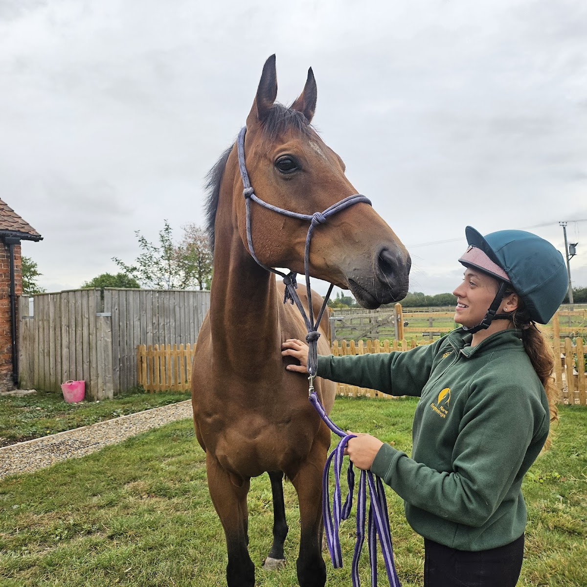 New Beginnings Horses