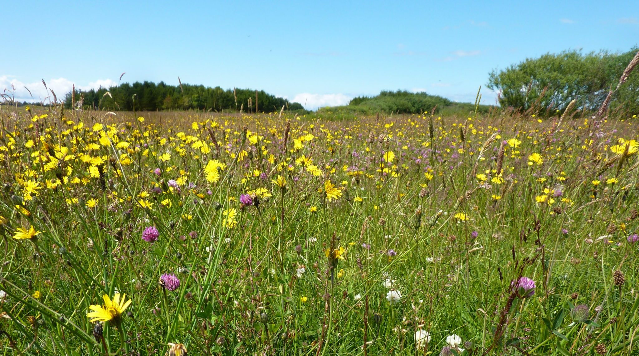 Gailes Marsh Wildlife Reserve