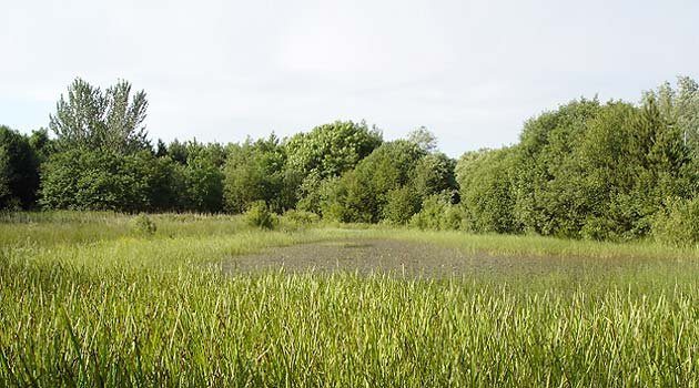 Oldhall Ponds Wildlife Reserve