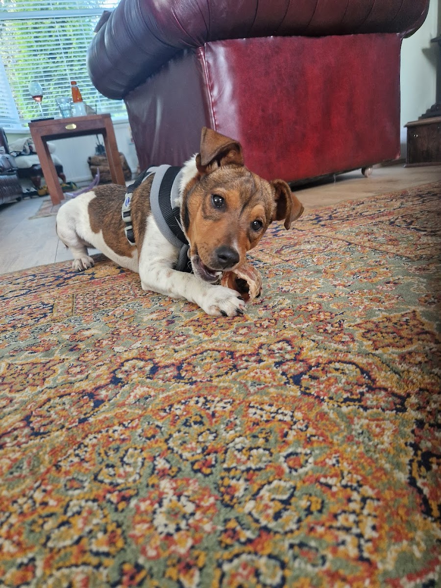 Hull Animal Welfare Trust