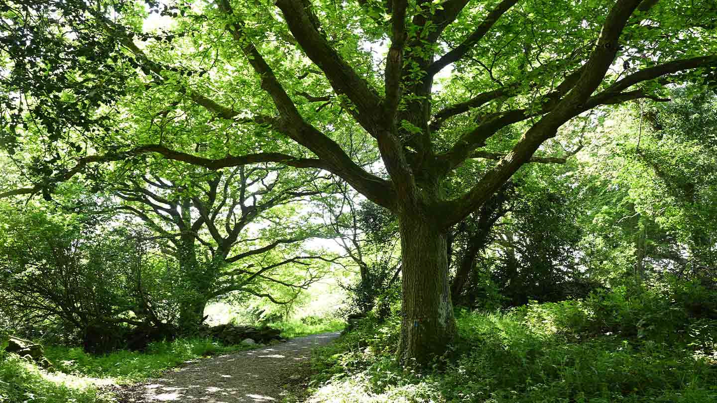Glasswater Wood
