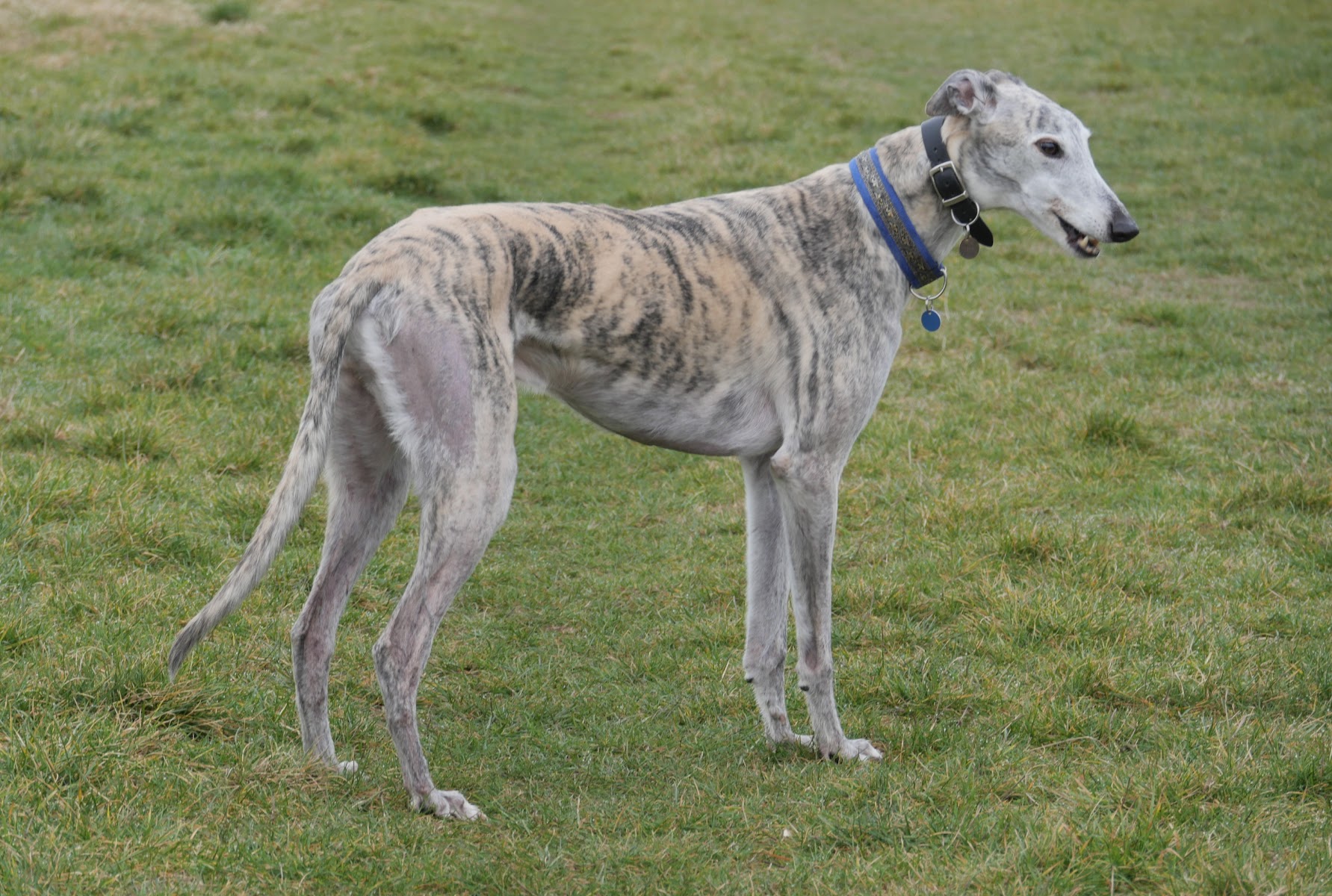 Hull Greyhound Rescue