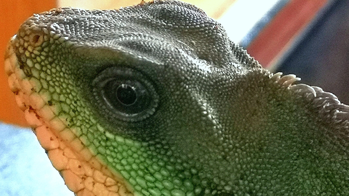 Knaresborough Exotic Rescue