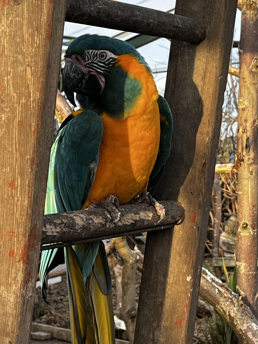 Morndyke Parrot Sanctuary