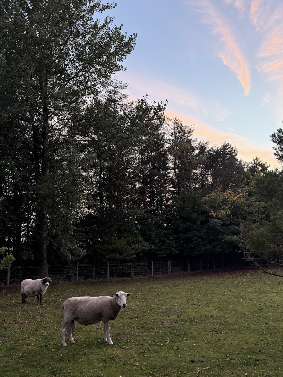 Sheep Sanctuary